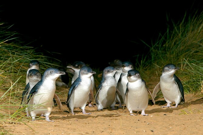 Full-Day Private Australian Wildlife Tour of Phillip Island - What a private guide changes