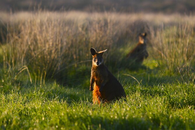 Full-Day Private Australian Wildlife Tour of Phillip Island - Who will get the most from this tour