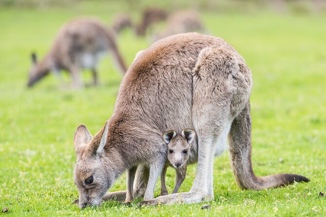 Grampians National Park with MacKenzie Falls and Kangaroos - Halls Gap introduces the cultural story