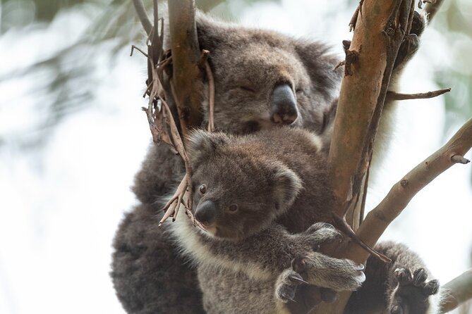 Great Ocean Road Coastal Spectcular with Wildlife Wonders - Wildlife Wonders is the tour’s most substantial stop
