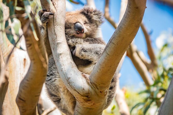 Great Ocean Road Full-Day Sunset Eco Tour from Melbourne - Kennett River and the search for wild koalas