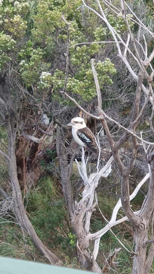 Great Ocean Road Lux Tour Max 11 Hotel Pickup - Wildlife: useful promise, not a guarantee