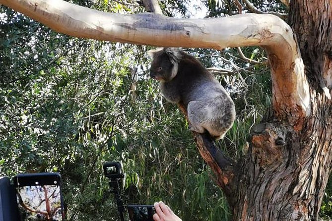 Great Ocean Road Medium Size Group Tour - Guides who make the long road easier