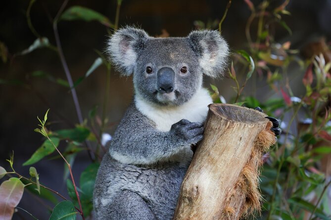 Great Ocean Road Reverse Tour with Iconic Stops & Wildlife - Key points to know before booking