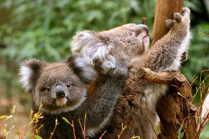 Great Ocean Road Small-Group Eco Tour from Melbourne - Mait’s Rest and the Otway rainforest