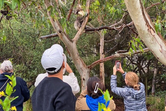 Great Ocean Road Small-Group Eco Tour from Melbourne - How the day is paced