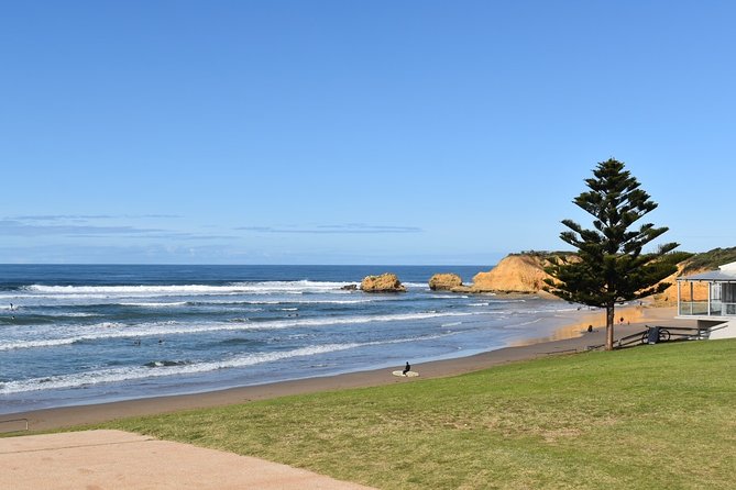 Great Ocean Road Tour Plus Koalas, Forest Walk and Morning Tea - Kennett River: your best chance for koalas
