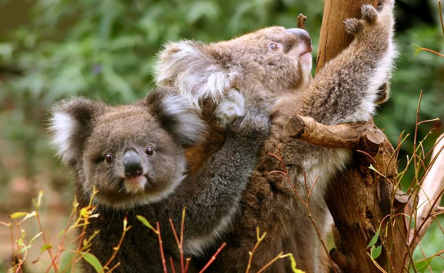 Great Ocean Road Tour w/ Deluxe Minibus & Top-Rated Guide - Port Campbell National Park and the Twelve Apostles