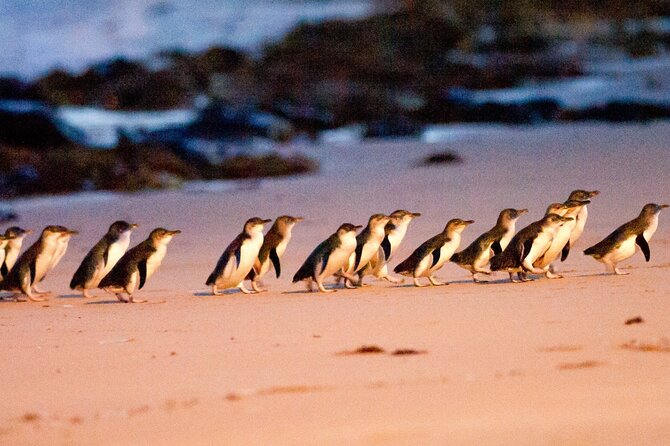 Half-Day or Full-Day Tour with Private Guide from Melbourne - Healesville Sanctuary and Australian wildlife