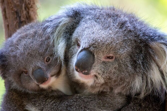 Half-Day or Full-Day Tour with Private Guide from Melbourne - Why the group price can make sense