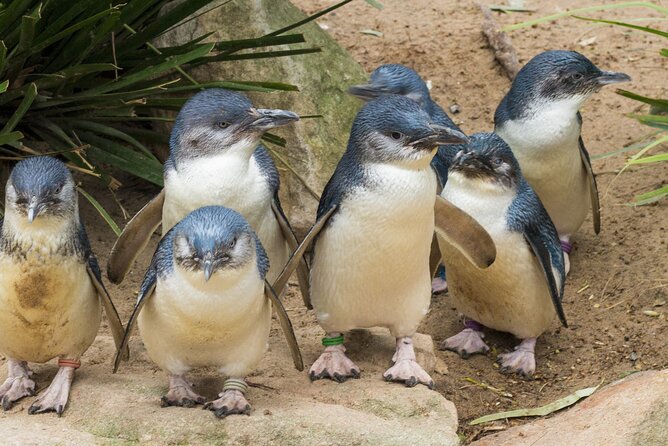 Healesville Sanctuary And Phillip Island Wildlife Bus Tour - Key points at a glance