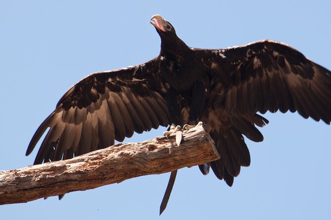 Healesville Sanctuary And Phillip Island Wildlife Bus Tour - Why this Melbourne wildlife day works