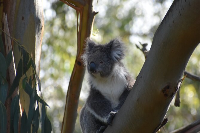 Healesville Sanctuary And Phillip Island Wildlife Bus Tour - Is $126.95 good value?
