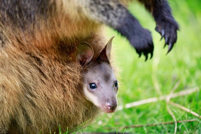 Healesville Sanctuary General Entry Ticket - How long to stay and how to plan the paths