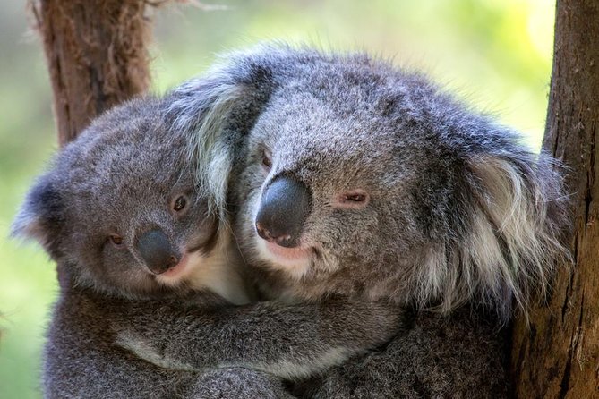 Healesville Sanctuary General Entry Ticket - The platypus exhibit is worth planning around