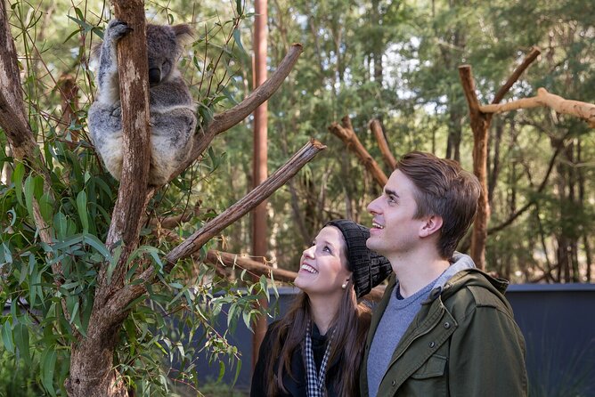 Koala Experience at Healesville Sanctuary - excl. entry - Key points to know before booking