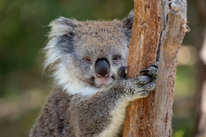 Koala Experience at Healesville Sanctuary - excl. entry - What the 11:00 am koala visit is really like