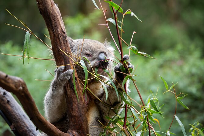 Koala Experience at Healesville Sanctuary - excl. entry - What you can learn in ten minutes