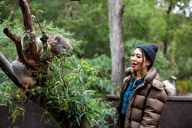 Koala Experience at Healesville Sanctuary - excl. entry - The real cost: $27.97 plus sanctuary admission