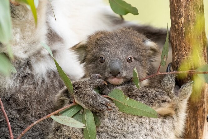 Koala Experience at Healesville Sanctuary - excl. entry - Getting to Healesville from Melbourne