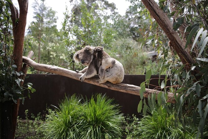 Koala Experience at Healesville Sanctuary - excl. entry - The small group of eight