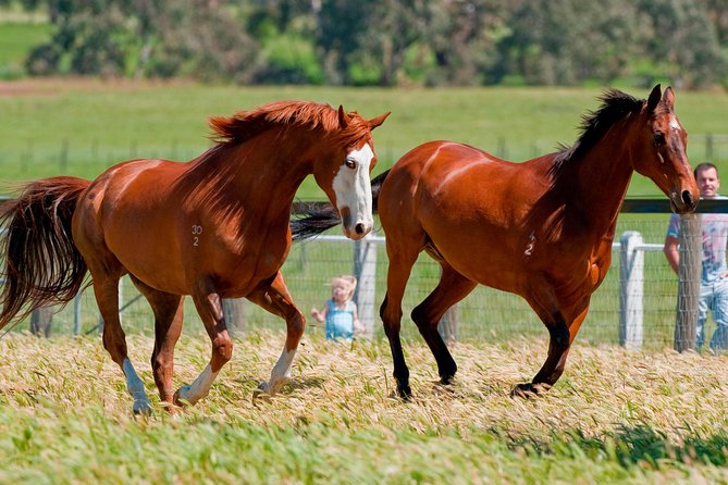 Living Legends Champion Racehorse Guided Tour - Why the horse contact matters