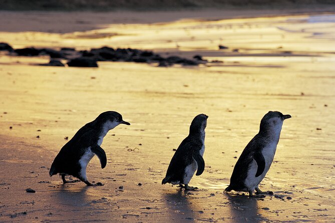 Luxury Phillip Island Tour for Families & Explorers [up to 10Pax] - Key details that shape the day