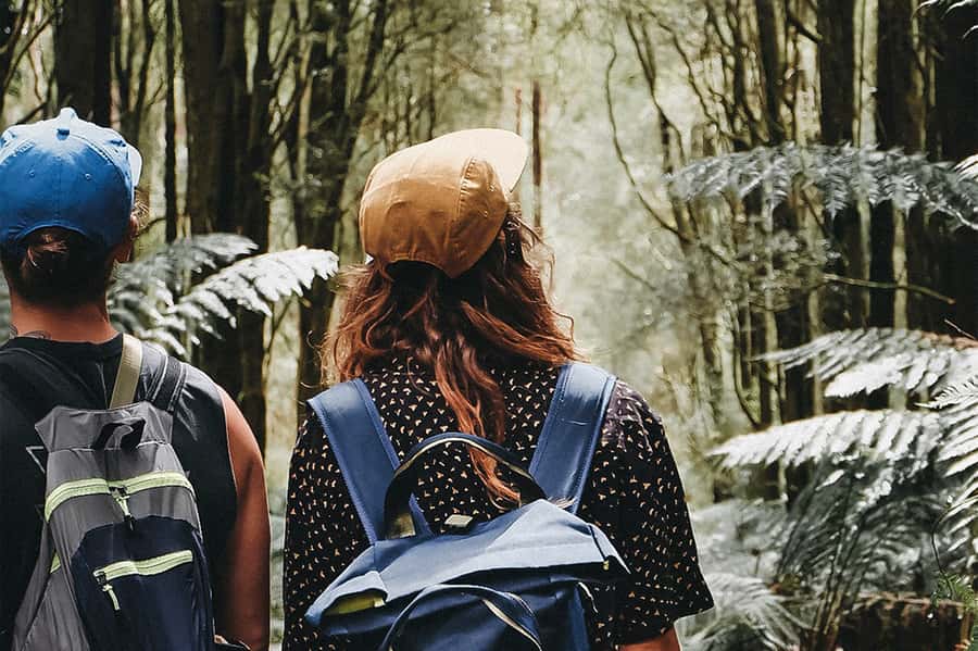 Melbourne: 12 Apostles, Otways & Great Ocean Road Day Tour - A waterfall walk in the Great Otways
