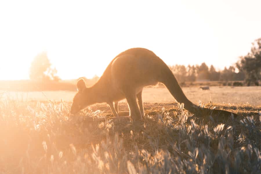 Melbourne: 12 Apostles, Otways & Great Ocean Road Day Tour - Thirty minutes in Lorne