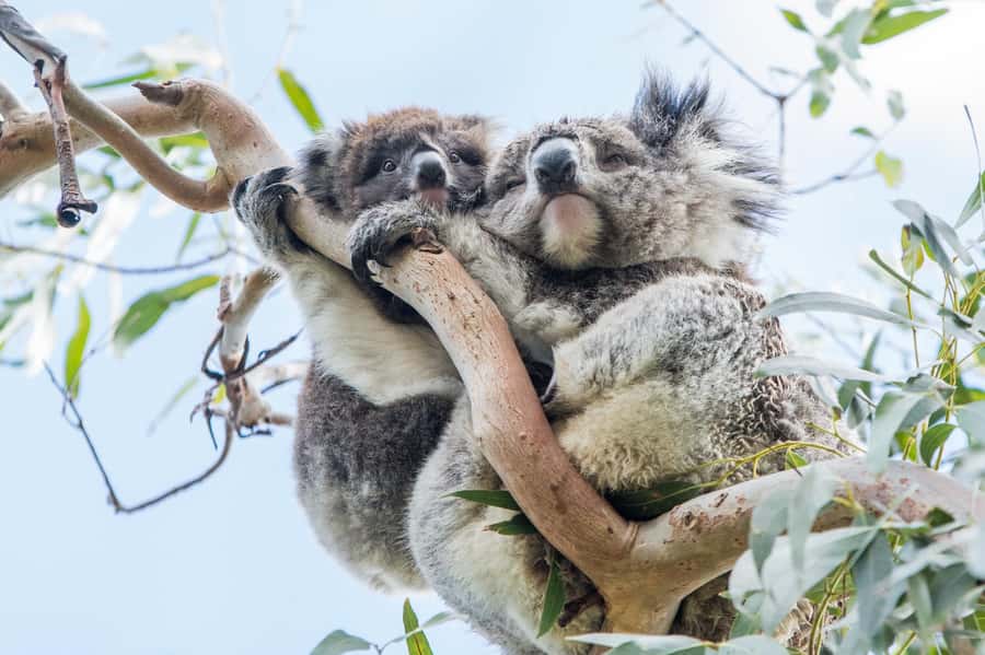 Melbourne: 2-Day Great Ocean Road & Grampians Tour - Two of Victoria’s best-known parks in 48 hours