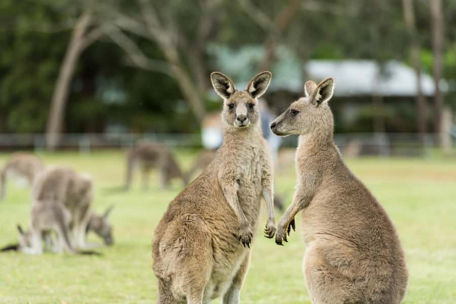 Melbourne: 2-Day Great Ocean Road & Grampians Tour - Starting early from Melbourne