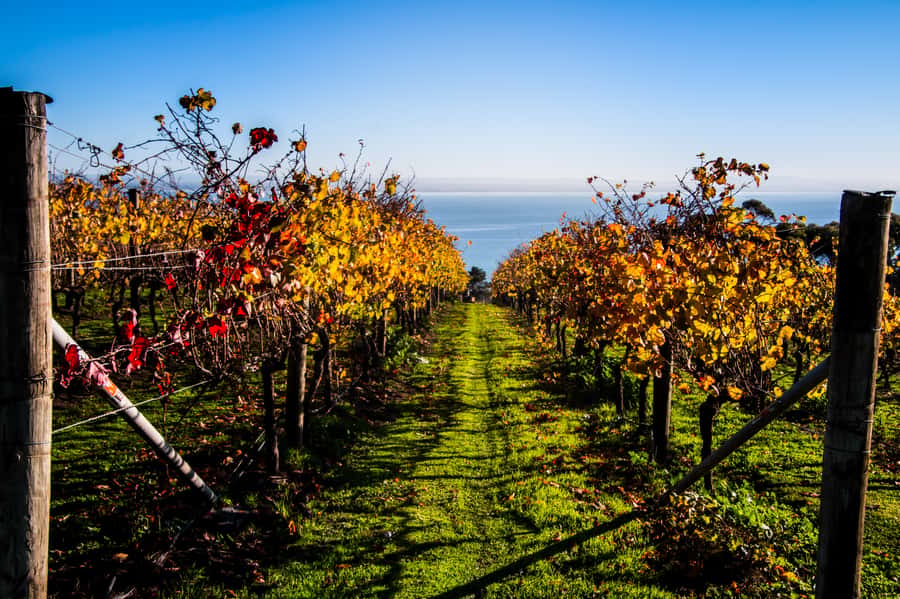 Melbourne: Around the Bay Food & Wine Taste Trail - Why this route works better than a single-region wine tour