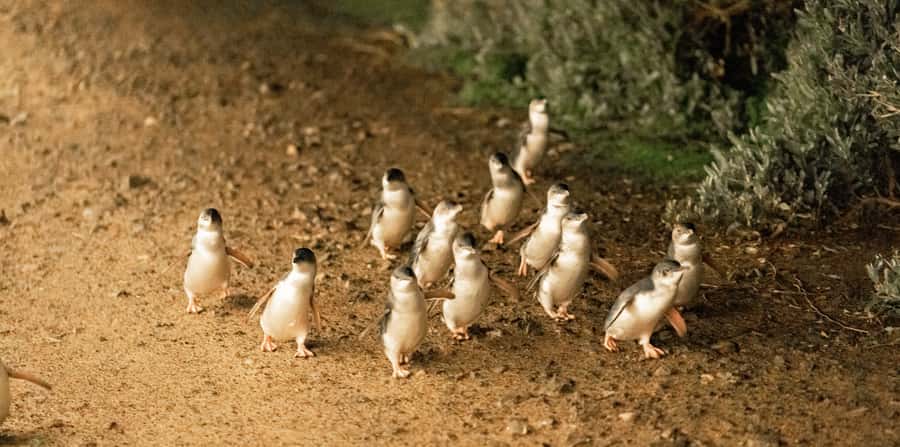 Melbourne: Boutique Phillip Island Wine, Dine & Penguin Tour - The Penguin Parade is worth the late finish