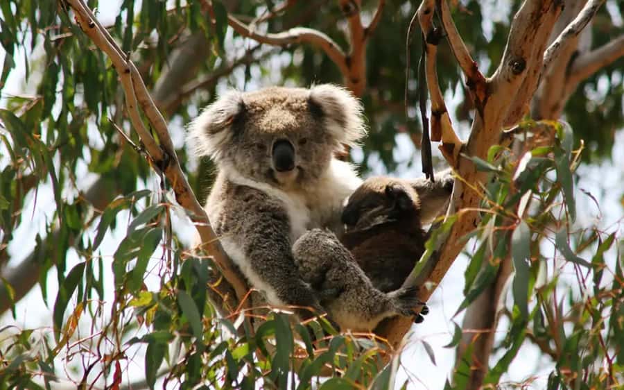 Melbourne: Boutique Phillip Island Wine, Dine & Penguin Tour - Who will enjoy this day most