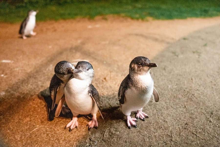 Melbourne: Boutique Phillip Island Wine, Dine & Penguin Tour - San Remo gives you a quick taste of the coast