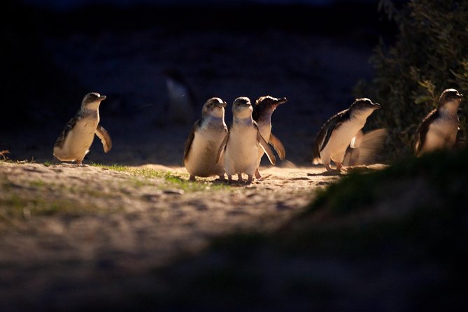 Melbourne City Tour and Phillip Island in One Day - Brighton Beach and its 15-minute photo stop