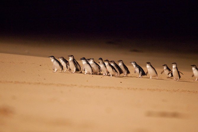 Melbourne Combo: Great Ocean Road Day Trip and Phillip Island Day Trip from Melbourne - Key points to know before booking