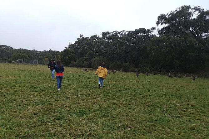 Melbourne Combo: Great Ocean Road Day Trip and Phillip Island Day Trip from Melbourne - Melba Gully National Park and the Twelve Apostles