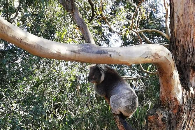Melbourne Combo: Great Ocean Road Day Trip and Phillip Island Day Trip from Melbourne - Loch Ard Gorge and the stories behind the coast
