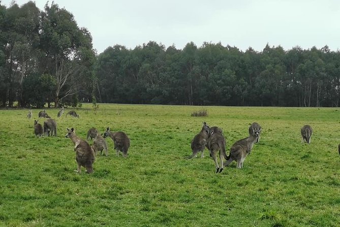 Melbourne Combo: Great Ocean Road Day Trip and Phillip Island Day Trip from Melbourne - Moonlit Sanctuary begins the Phillip Island day