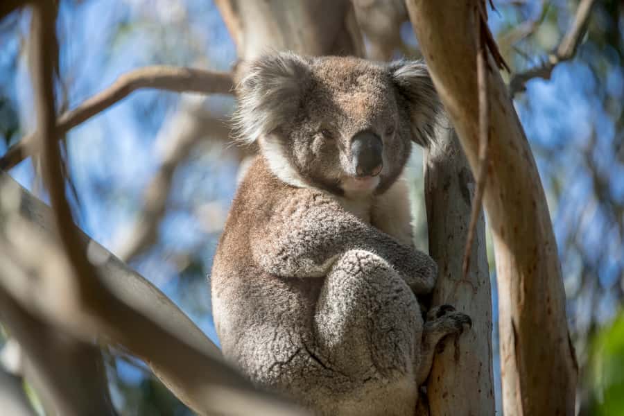 Melbourne: French and Phillip Island Wildlife Expedition - A farm-gate pause with a local touch