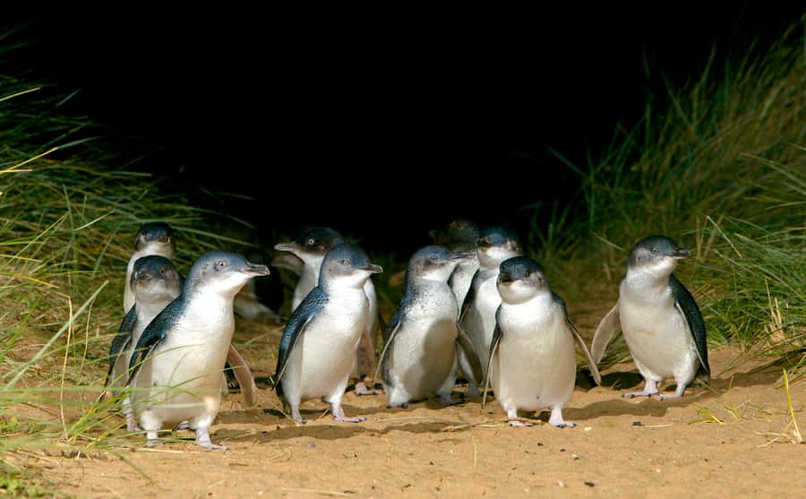 Melbourne: French and Phillip Island Wildlife Expedition - Crossing to Phillip Island for the big finish
