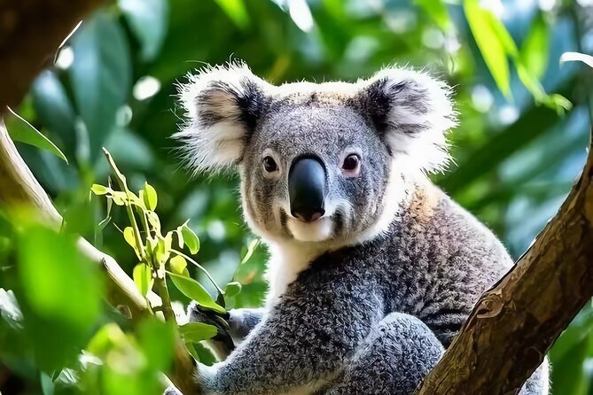 Melbourne: Great Ocean Road Luxury Coach Reverse Tour - Great Otway National Park brings forest into the day