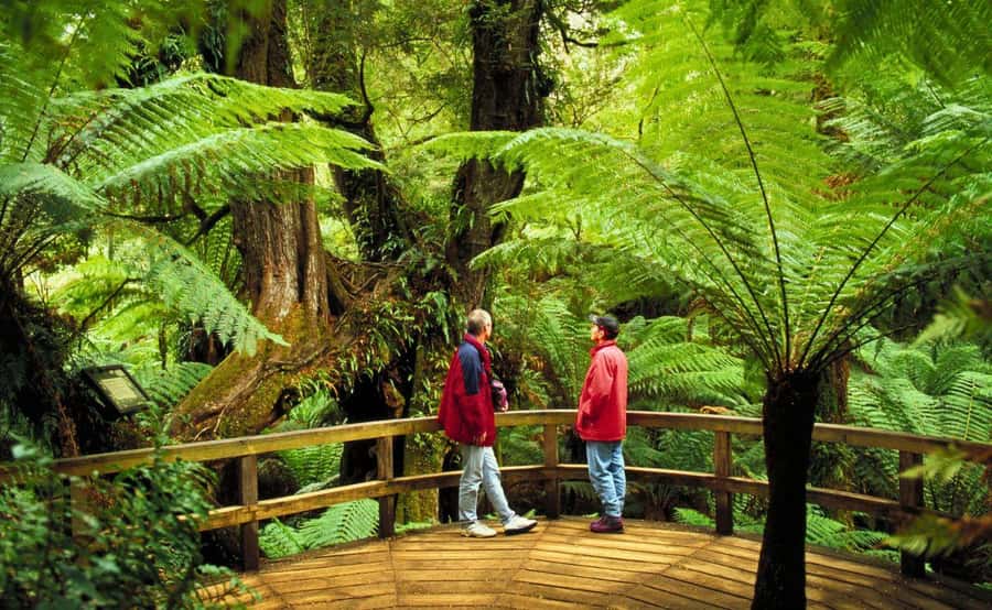 Melbourne: Great Ocean Road, Penguin Parade & Free City Tour - A half-day city tour that fills in the Melbourne picture