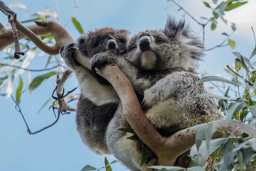 Melbourne: Great Ocean Road & Rainforest Trip - Memorial Arch and the story behind the road