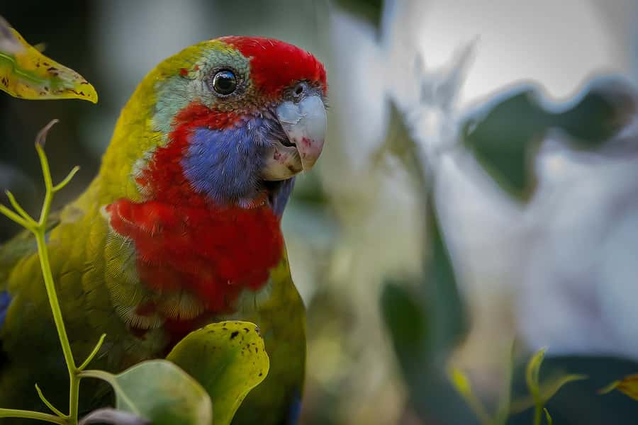 Melbourne: Great Ocean Road & Rainforest Trip - Loch Ard Gorge and the cost of a full schedule