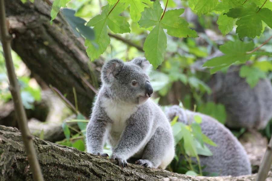 Melbourne: Great Ocean Road to 12 Apostles via the Coastline - Apollo Bay lunch and a needed pause