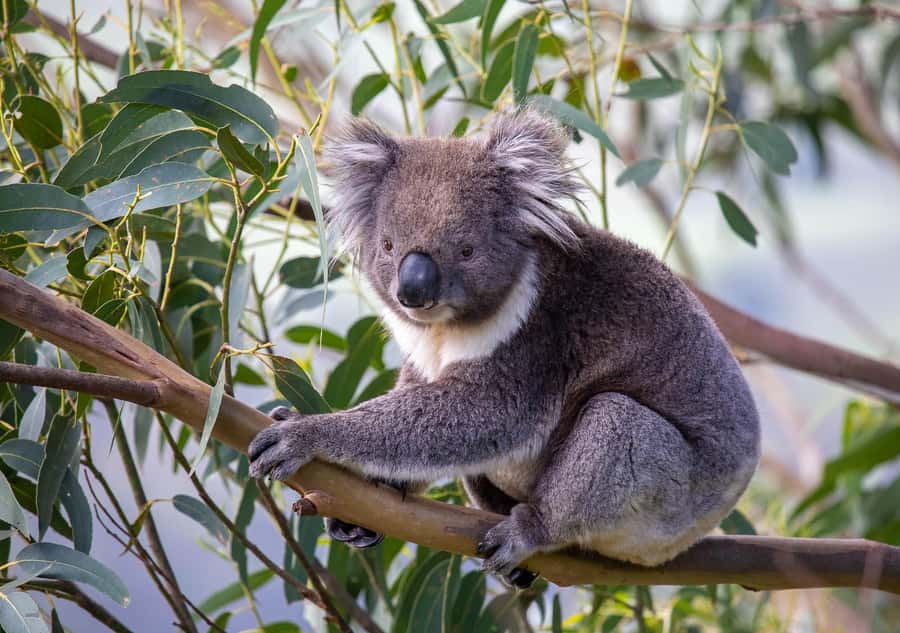 Melbourne: Great Ocean Road & Wildlife Tour for Backpackers - Key points to know before booking