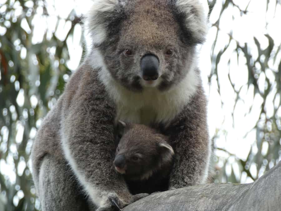 Melbourne: Great Ocean Road & Wildlife Tour for Backpackers - Koalas in the Great Otway National Park