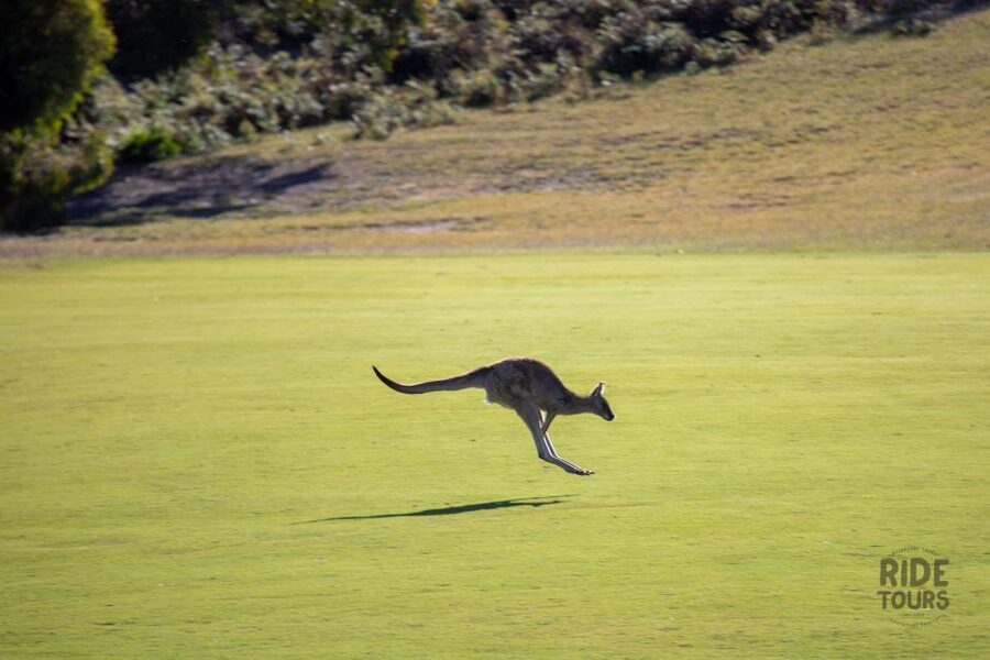 Melbourne: Great Ocean Road & Wildlife Tour for Backpackers - Apollo Bay: your best food and rest break